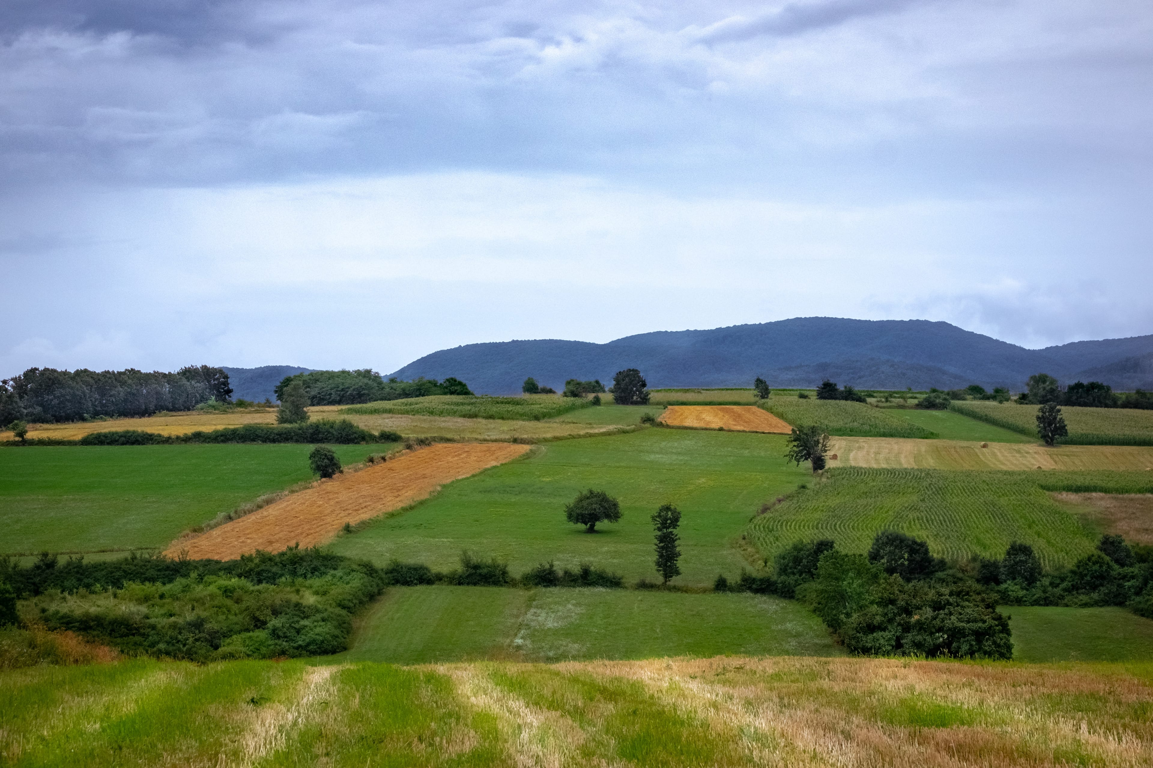 Organic farm landscape